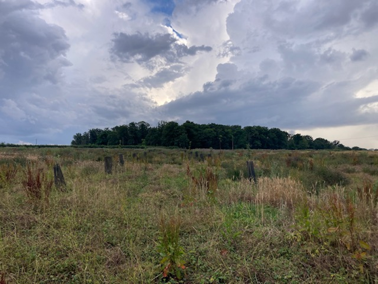 Photo du projet de plantation à Verneuil