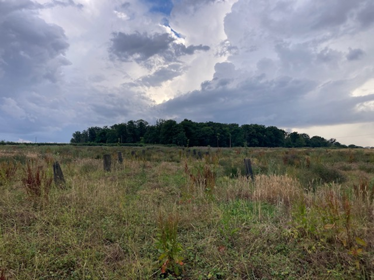 Photo du projet de plantation à Verneuil
