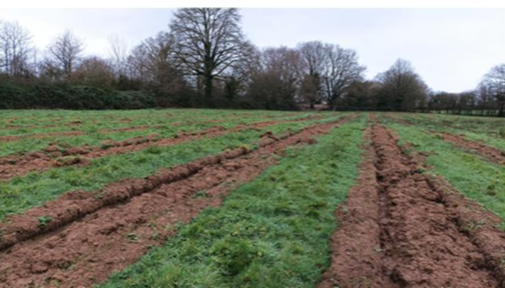 Photo du projet de boisement de terres agricoles à Saint-Cyr-Le-Gravelais