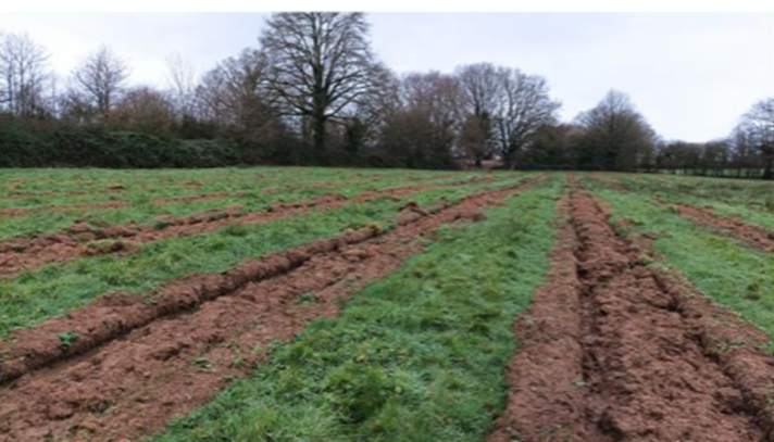 Photo afforestation project on agricultural land in Saint-Cyr-Le-Gravelais
